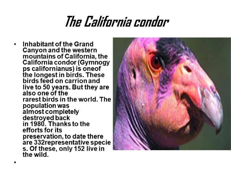 The California condor  Inhabitant of the Grand Canyon and the western mountains of